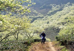 Moc Chau in winter