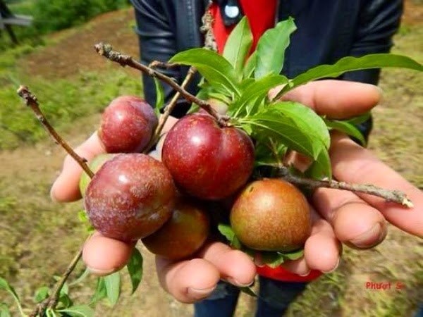 pickkk plum in Moc Chau
