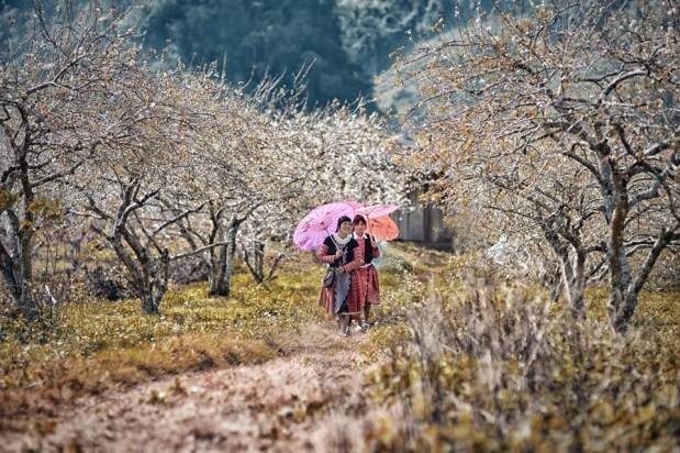 Travel to Moc Chau in white plum blossom&nbsp;season
